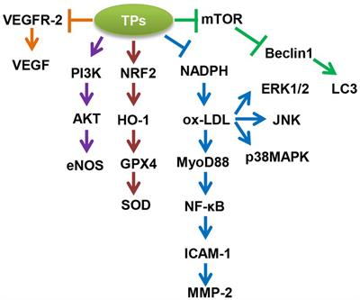 Protective effects and molecular mechanisms of tea polyphenols on cardiovascular diseases